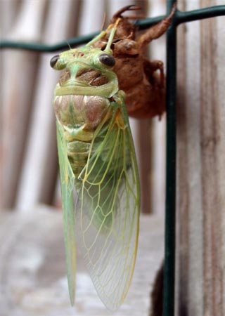 Imago d'une cigale : Image suivante